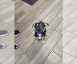 Small Mutt