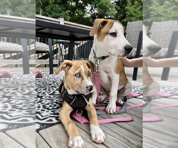 Medium Photo #11 Labrador Retriever-Unknown Mix Puppy For Sale in Brewster, NY, USA
