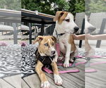 Small #10 Labrador Retriever Mix