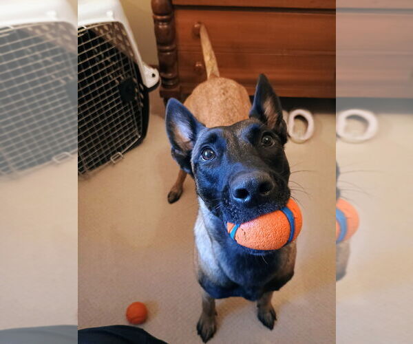 Medium Photo #6 Mutt Puppy For Sale in Imlay City, MI, USA