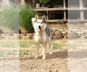 Siberian Husky Dogs for adoption in JOPLIN, MO, USA