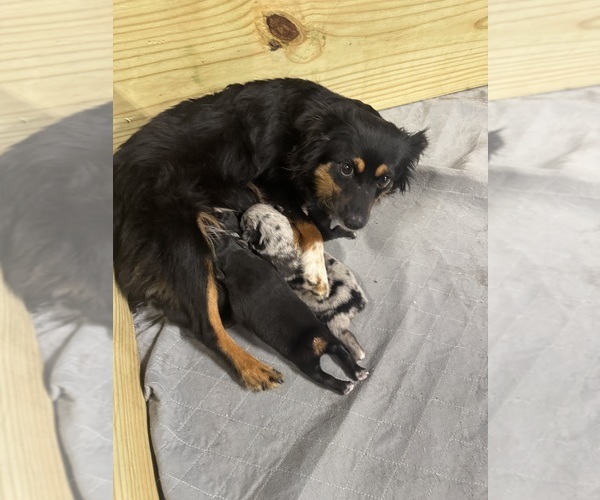 Medium Photo #1 Miniature Australian Shepherd Puppy For Sale in WARTRACE, TN, USA