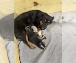 Small Photo #1 Miniature Australian Shepherd Puppy For Sale in WARTRACE, TN, USA