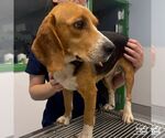Small #2 Beagle Mix