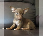 Small #15 Chihuahua