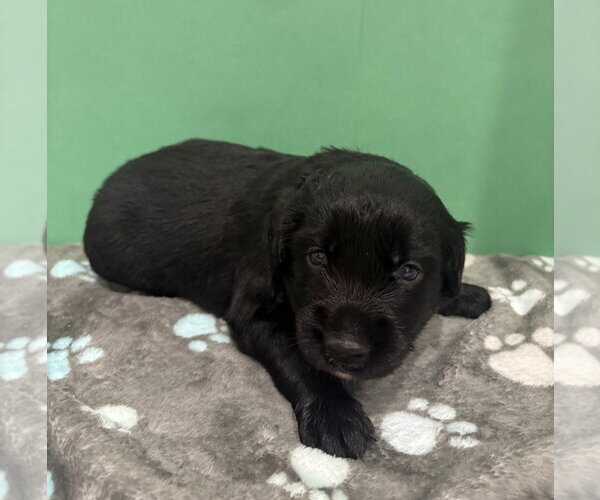 Medium Photo #3 Australian Shepherd Puppy For Sale in Euless, TX, USA