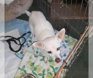 Lizzy - sweet, sweet senior - Female Chihuahua Dog for Adoption - Photo #3