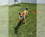 Small #5 Mutt