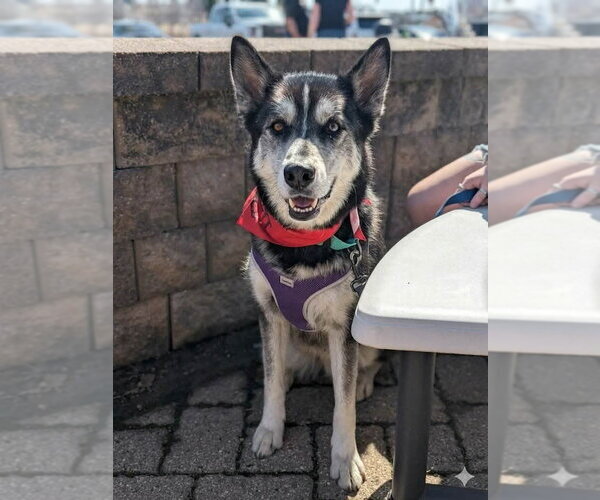 Medium Photo #11 Siberian Husky-Unknown Mix Puppy For Sale in Andover, MN, USA