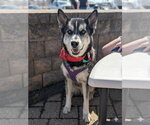 Small #10 Siberian Husky Mix