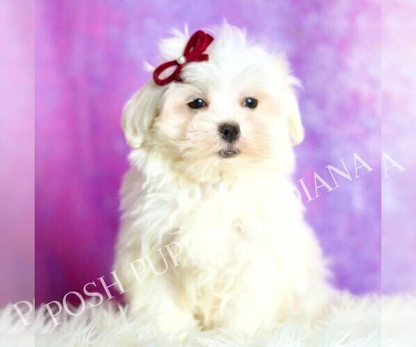 Medium Photo #18 Maltese Puppy For Sale in WARSAW, IN, USA