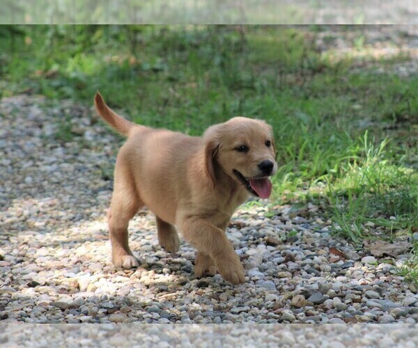 Medium Photo #7 Golden Irish Puppy For Sale in JONES, MI, USA