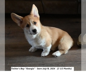 Pembroke Welsh Corgi Puppy for Sale in FALLON, Nevada USA