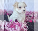 Small #4 Maltese
