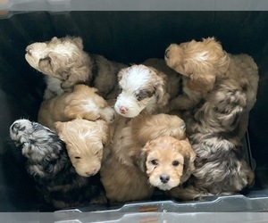 Aussiedoodle-Cavapoo Mix Litter for sale in HILLSBORO, OH, USA