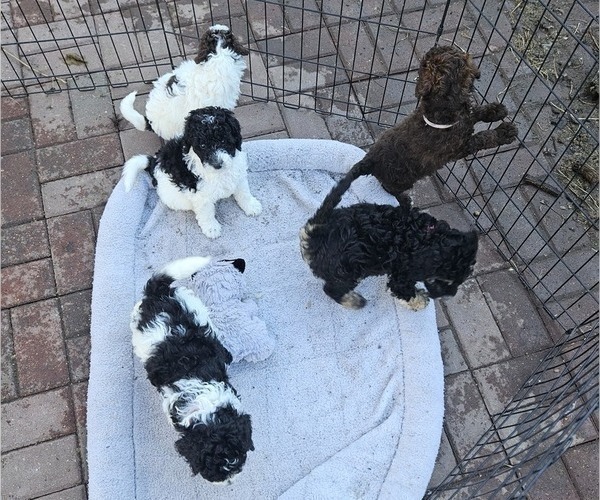 Medium Photo #15 Poodle (Miniature) Puppy For Sale in WHITEWATER, WI, USA
