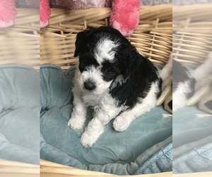 Poodle (Miniature)-Sheepadoodle Mix Puppy for sale in LA FAYETTE, NY, USA