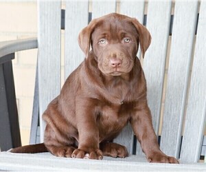 Labrador Retriever Puppy for sale in FREDERICKSBG, OH, USA
