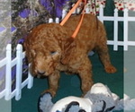 Small #2 Poodle (Standard)