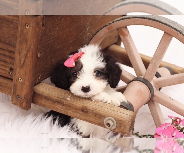 Medium Photo #4 Cavapoo Puppy For Sale in WEST SALEM, OH, USA
