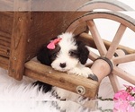 Small #3 Cavapoo