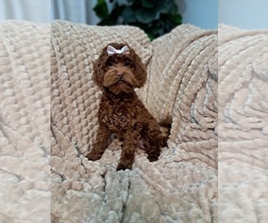 Cockapoo Puppy for sale in SUGARCREEK, OH, USA