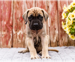 Small Photo #31 Mastiff Puppy For Sale in WAKARUSA, IN, USA