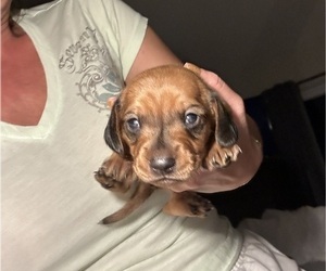 Dachshund Puppy for Sale in SAN DIEGO, California USA