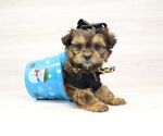 Small Photo #3 Shorkie Tzu Puppy For Sale in LAS VEGAS, NV, USA