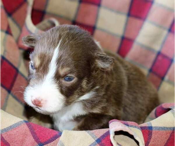 Medium Photo #9 Australian Shepherd Puppy For Sale in DANVILLE, PA, USA