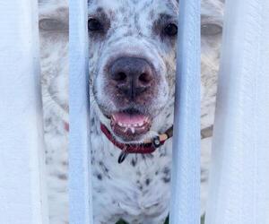 Hayden - Female American Pit Bull Terrier-Pointer Mix Dog for Adoption - Photo #7