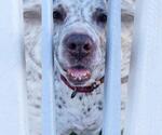 Small Photo #7 Mutt Puppy For Sale in Pompano Beach , FL, USA