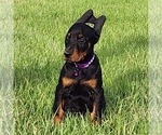 Small Doberman Pinscher