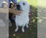 Small #7 Great Pyrenees