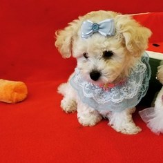 Maltipoo Puppy for sale in LEWISVILLE, TX, USA