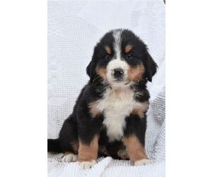 Bernese Mountain Dog Puppy for sale in HOWARD, PA, USA