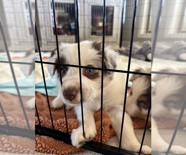 Medium Photo #43 Border Collie Puppy For Sale in MARYVILLE, TN, USA