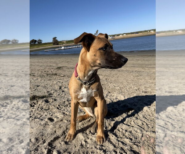Medium Photo #11 Labrador Retriever-Unknown Mix Puppy For Sale in Dana Point, CA, USA