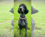 Small #4 Poodle (Standard)