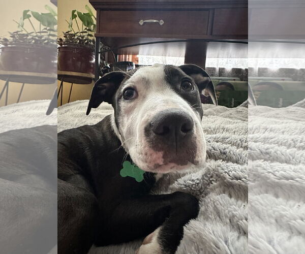 Medium Photo #5 American Pit Bull Terrier-Unknown Mix Puppy For Sale in Germantown, OH, USA