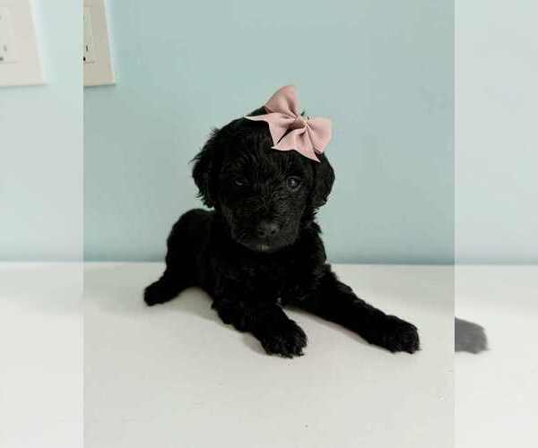 Medium Photo #2 Aussiedoodle-Labradoodle Mix Puppy For Sale in BRYANTOWN, MD, USA