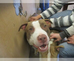 American Pit Bull Terrier Dogs for adoption in Ocala, FL, USA