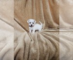 Small #12 Chihuahua