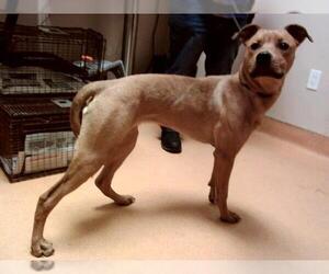 Medium American Pit Bull Terrier Mix