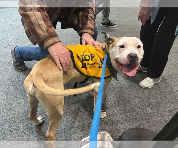 Medium Photo #9 American Bulldog-Labrador Retriever Mix Puppy For Sale in Rockaway, NJ, USA