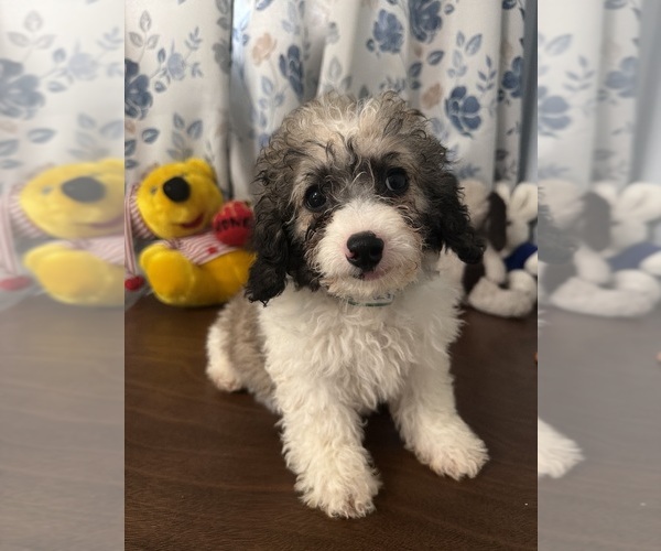Medium Photo #8 Cockapoo (Miniature) Puppy For Sale in DURHAM, CT, USA