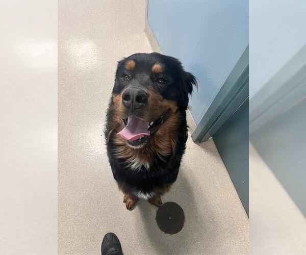 Medium Photo #1 Bernese Mountain Dog Puppy For Sale in Newton, NC, USA