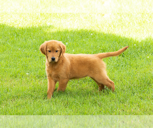 Golden Retriever Puppy for sale in WOLCOTTVILLE, IN, USA