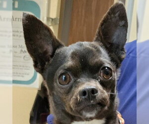 Mutt Dogs for adoption in Pleasanton, CA, USA