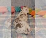Small Photo #26 Great Dane Puppy For Sale in SPRAGGS, PA, USA
